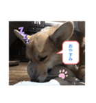 シシーだよ！（個別スタンプ：38）