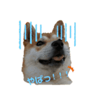 まめしばむぎ（個別スタンプ：2）