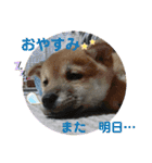 まめしばむぎ（個別スタンプ：3）