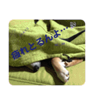 まめしばむぎ（個別スタンプ：4）