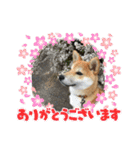 まめしばむぎ（個別スタンプ：5）