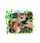まめしばむぎ（個別スタンプ：7）