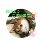 まめしばむぎ（個別スタンプ：10）