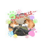 まめしばむぎ（個別スタンプ：14）