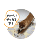 まめしばむぎ（個別スタンプ：19）
