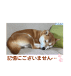 まめしばむぎ（個別スタンプ：20）