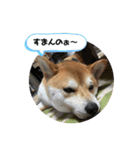 まめしばむぎ（個別スタンプ：21）
