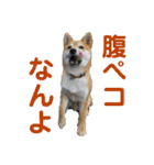 まめしばむぎ（個別スタンプ：23）