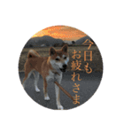 まめしばむぎ（個別スタンプ：24）