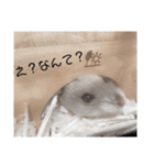 ハムスターのすいちゃん（個別スタンプ：7）