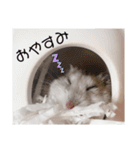 ハムスターのすいちゃん（個別スタンプ：11）