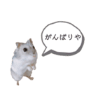 ハムスターのすいちゃん（個別スタンプ：14）