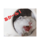 ハムスターのすいちゃん（個別スタンプ：17）