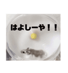 ハムスターのすいちゃん（個別スタンプ：21）
