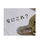 ハムスターのすいちゃん（個別スタンプ：22）