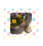 うちのイシガメさん2（個別スタンプ：7）