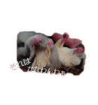 ♥フクモモLIFE♥（個別スタンプ：24）