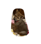 愛犬ココちゃん！！！！！（個別スタンプ：1）