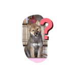愛犬ココちゃん！！！！！（個別スタンプ：2）