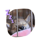 愛犬ココちゃん！！！！！（個別スタンプ：3）