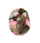 愛犬ココちゃん！！！！！（個別スタンプ：4）
