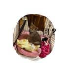 愛犬ココちゃん！！！！！（個別スタンプ：5）