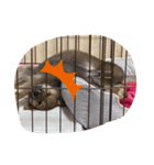 愛犬ココちゃん！！！！！（個別スタンプ：6）