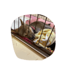 愛犬ココちゃん！！！！！（個別スタンプ：7）