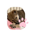 愛犬ココちゃん！！！！！（個別スタンプ：8）