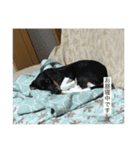 レオスタンプ（ビーグル）（個別スタンプ：2）