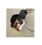 レオスタンプ（ビーグル）（個別スタンプ：6）