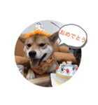 我が家のみかんのスタンプ（個別スタンプ：2）