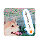 我が家のみかんのスタンプ（個別スタンプ：3）