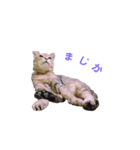 メルココ（個別スタンプ：1）