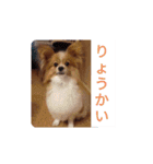 うちのチョコ太（個別スタンプ：2）