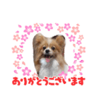 うちのチョコ太（個別スタンプ：3）