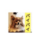 うちのチョコ太（個別スタンプ：4）