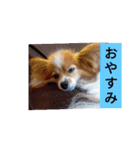 うちのチョコ太（個別スタンプ：5）