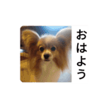 うちのチョコ太（個別スタンプ：6）