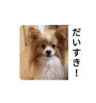 うちのチョコ太（個別スタンプ：7）