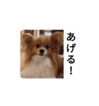 うちのチョコ太（個別スタンプ：8）