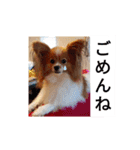 うちのチョコ太（個別スタンプ：9）