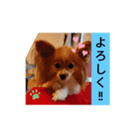 うちのチョコ太（個別スタンプ：10）