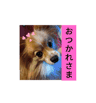 うちのチョコ太（個別スタンプ：11）