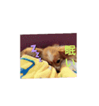 うちのチョコ太（個別スタンプ：13）