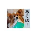 うちのチョコ太（個別スタンプ：16）