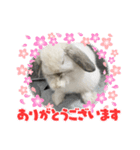 うさぎのととろうスタンプ（個別スタンプ：2）