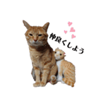 茶トラ 猫のスー ネコねこ スタンプ（個別スタンプ：1）