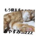 茶トラ 猫のスー ネコねこ スタンプ（個別スタンプ：3）