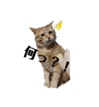 茶トラ 猫のスー ネコねこ スタンプ（個別スタンプ：4）